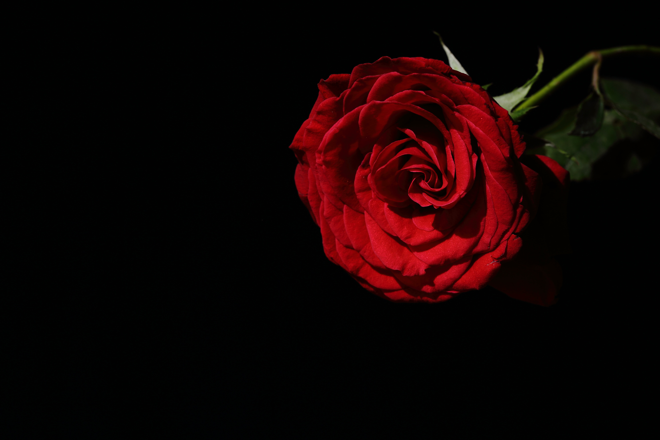 Misterious Red Rose